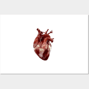 Realistic Heart large Posters and Art